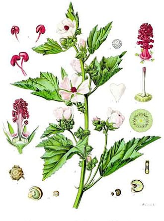 A Journey Through Time: The History of Tobacco Alternatives
